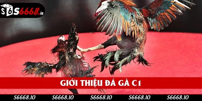 Sơ lược đá gà c1 Sơ lược đá gà c1