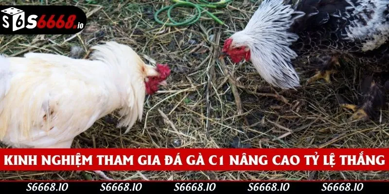Bí quyết cá cược đá gà cực hay từ chuyên gia S666 Bí quyết cá cược đá gà cực hay từ chuyên gia S666