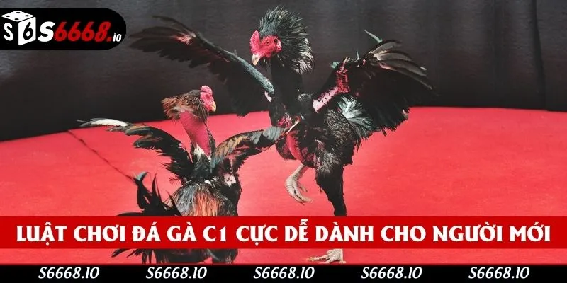 Hướng dẫn cá cược đá gà c1 cho người mới tại S666 Hướng dẫn cá cược đá gà c1 cho người mới tại S666
