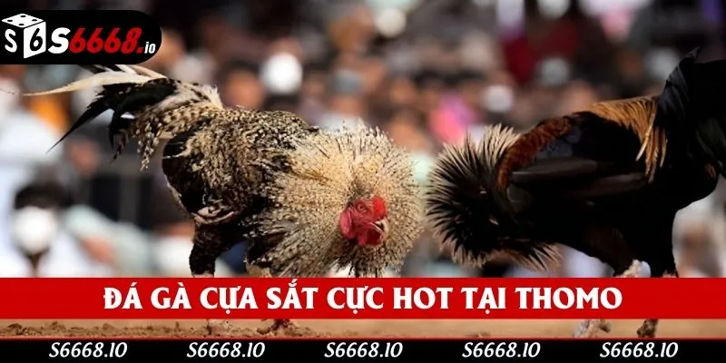 Những trận chiến cựa sắt cực hot Những trận chiến cựa sắt cực hot